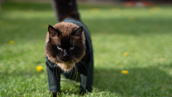 Dark Green Cat Kurta