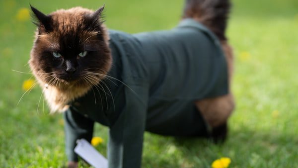 Dark Green Cat Kurta