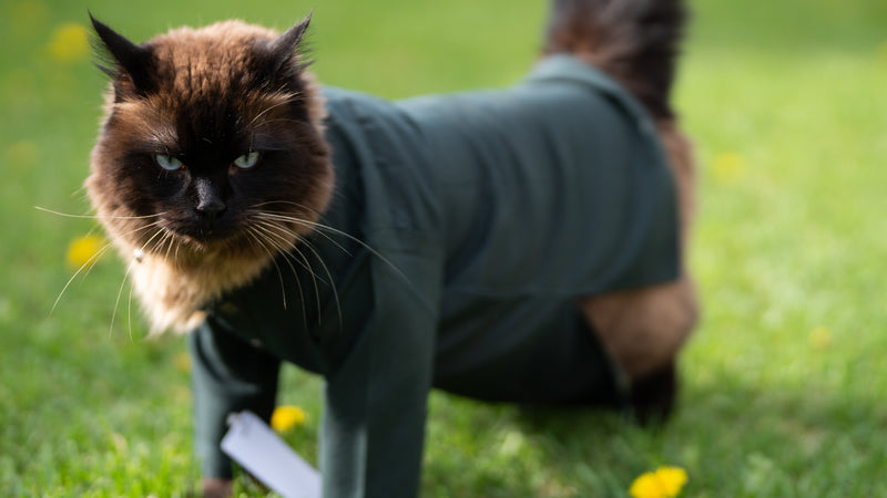 Dark Green Cat Kurta