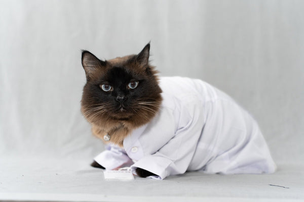 White Cat Thobe